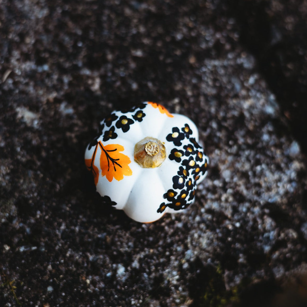White shell with black patterns and orange accents on a dark textured surface